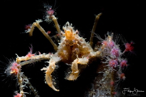 common spider crab (Macropodia rostrata), Zeeland, The Ne... by Filip Staes 